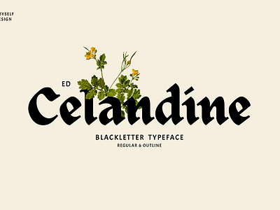 ED Celandine Typeface branding calligraphy classy display font ed celandine typeface elegant font fancy fonts fraktur logo font luxury font modern font old font outline font retro typeface vintage