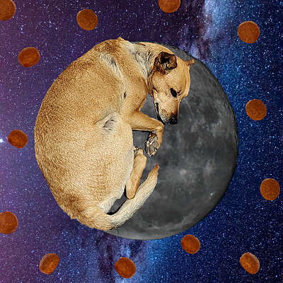 Dog-moon collage dog graphic design moon photoshop