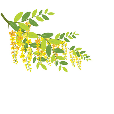 Vector illustration of cassia fistula flower brunch