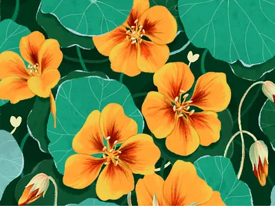 Nasturtium flowers art autumn book cover book illustration botanical colorfull digital art fall floral flowers garden illustration modern art nasturtium nasturtium flowers orange orange flower poster procreate summer