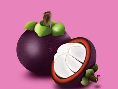 Tropical fruit (Mangostino) colombia fruit graphic design illustration mangostino purple tropical fruit