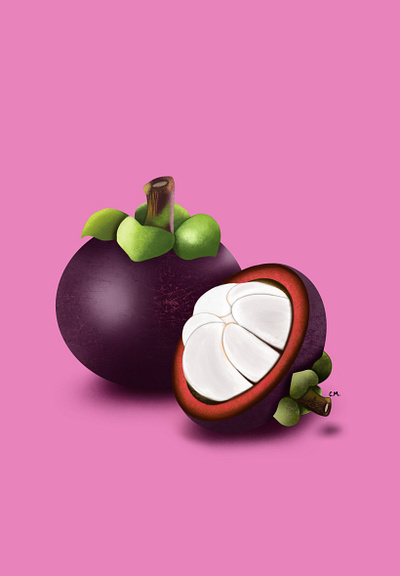 Tropical fruit (Mangostino) colombia fruit graphic design illustration mangostino purple tropical fruit