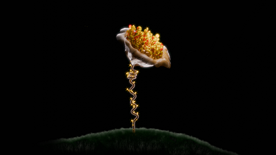 3D Flower 3d 3d art 3d artist 3d flower animation blender modelling