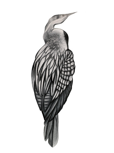 Oriental Darter charcoal graphic design illustration painting