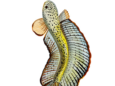 The Barca snakehead (Channa barca), a illustration painting