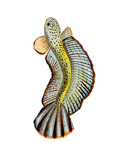 The Barca snakehead (Channa barca), a illustration painting