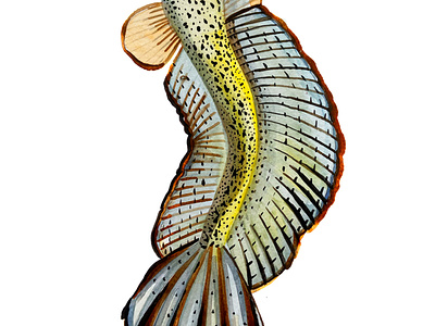 The Barca snakehead (Channa barca), a illustration painting