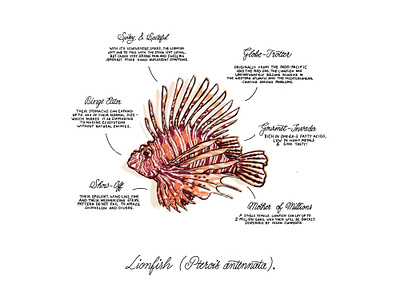 Retro Inspired Lionfish Illustration with Handlettering book illustration calligraphy digital illustration editorial handlettering illustration lionfish marine life ocean life orange procreate retro vintage wall art