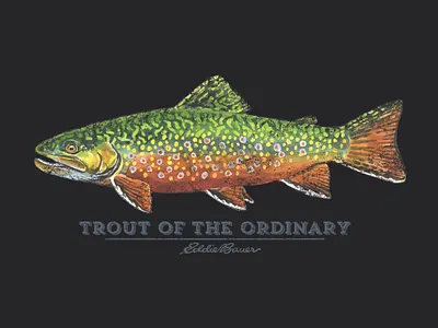 Ordinary Trout brook trout fishing fly fishing graphic design illustration tee shirt trout