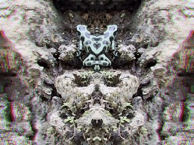 Lick It - Abstract Gems 💎 design frog kaleido kaleidoscope kaleidoscopic photoshop poisen surreal trippy video designer video production videographer videography vidoe