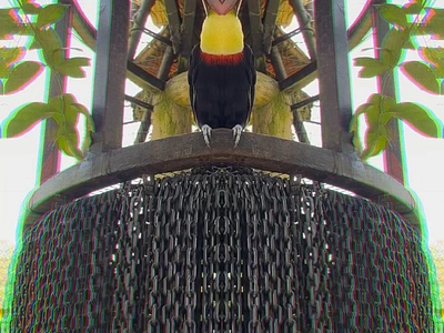 Toucan Chainz - Abstract Gems 💎 adobe premiere pro bird premiere pro surreal toucan trippy tropical video video deisgn video designer video production videography visuals visuals design visuals designer