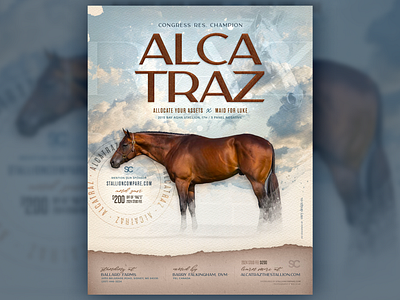 Alcatraz, AQHA Stallion sired by Allocate Your Assets alcatraz equestrian equestrian design equestrians equestrians design equine equine design equines horse horse ad horse design horses horses design quarter horse stallion stallion ad stallion advertisement stud stud ad stud design