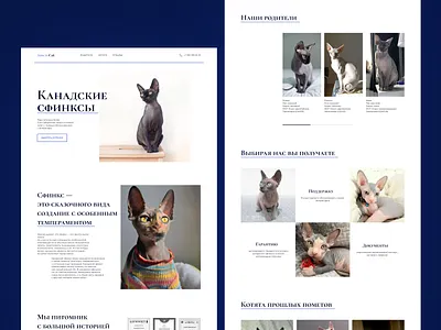 Landing page about Canadian sphinxes canadian sphinxes design landing page sphinxes ui uxui design web design