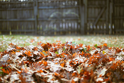 Autumn Leaves in the Backyard autumn design fall graphic leaves photo photography raw stock photo vector