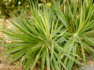 A vibrant, green palm with long, pointed leaves soaks up the sun branding green imagery nature outside palm photo photography plant stock photo sun