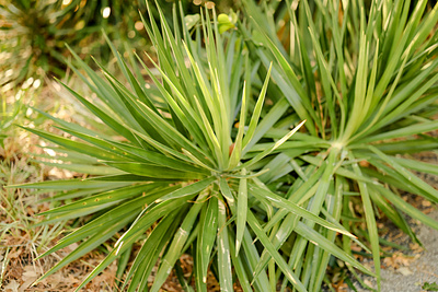 A vibrant, green palm with long, pointed leaves soaks up the sun branding green imagery nature outside palm photo photography plant stock photo sun