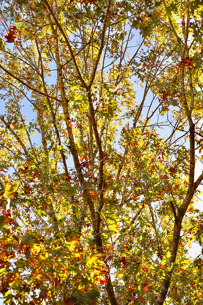 A Beautiful Pin Oak Tree Colored with Autumn Leaves autumn branding fall image leaves oak photo photographer photography pin stock photo tree