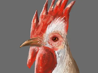 Rooster animal chicken farm gallo illustration procreate red rooster