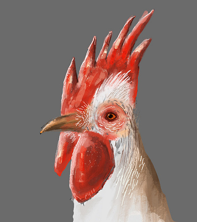 Rooster animal chicken farm gallo illustration procreate red rooster