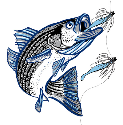 BlazeRunner Jigs for Stripers fishing illustration striper vector