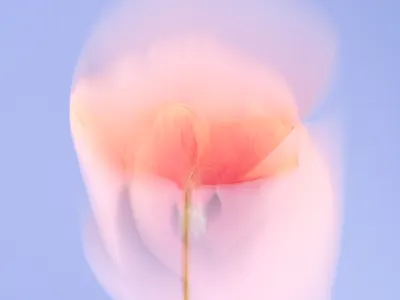 Flower portrait .001 3d 3d artist 3d designer c4d cgi cgi art cinema 4d collection design floral flowers octane render series