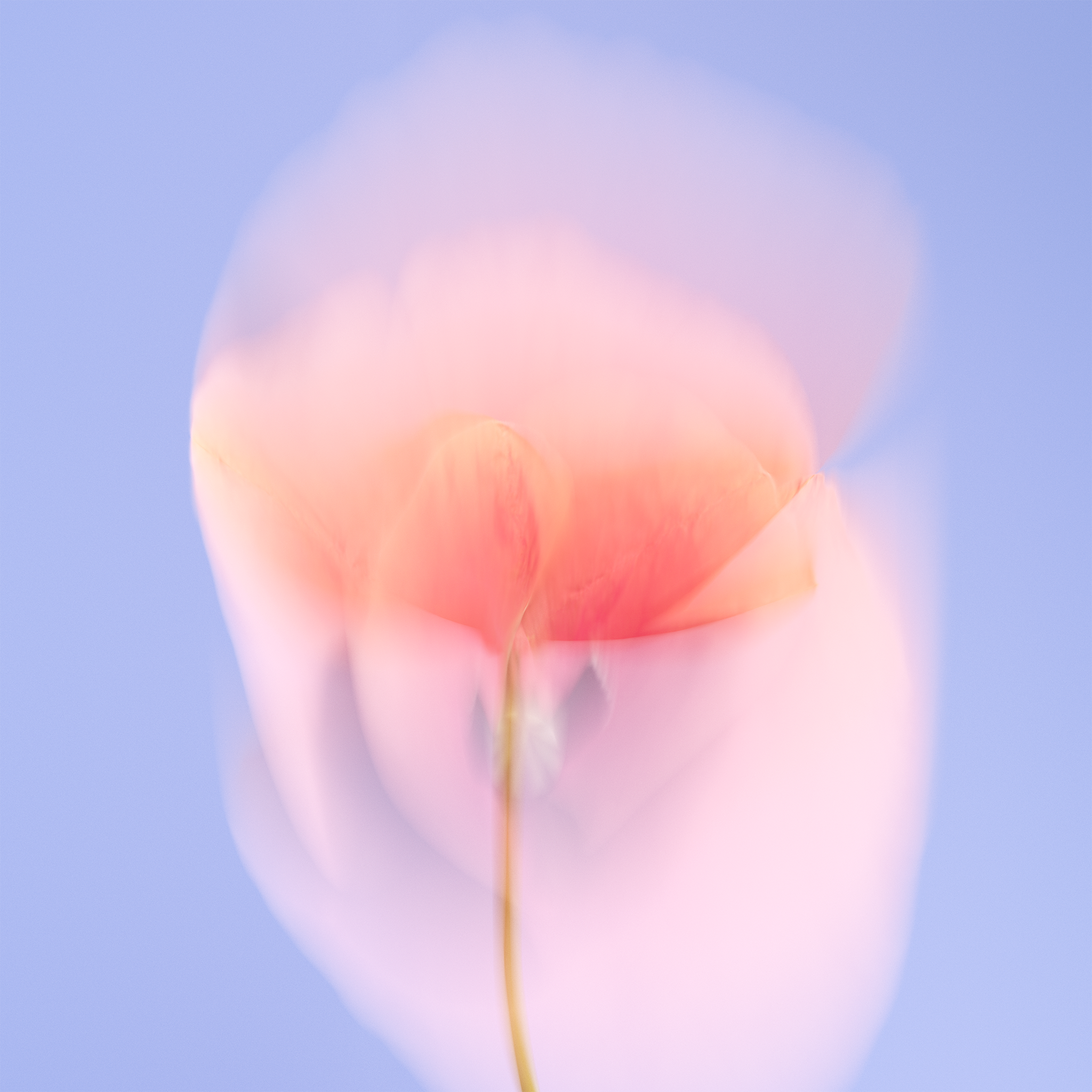 Example of Flower portrait .001