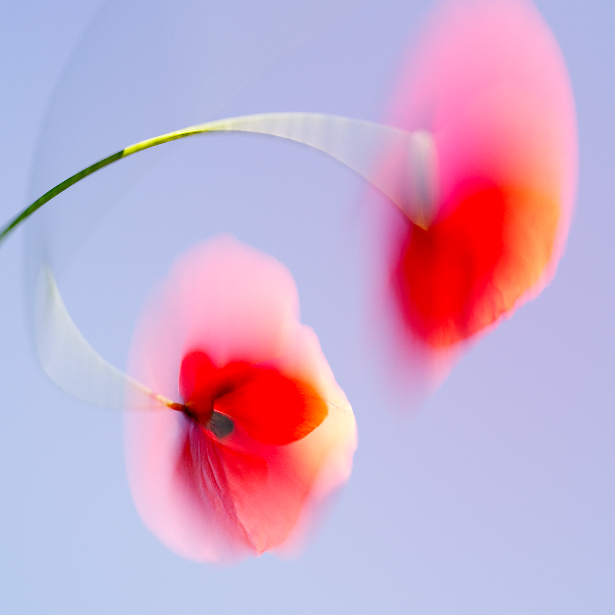 Example of Flower portrait .002