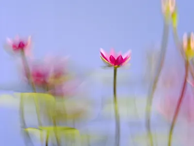 Flower portrait .003 3d 3d artist 3d designer 3d visual branding c4d campagn cgi cgi art cgi artist cgi designer cinema 4d concept design lotus octane render