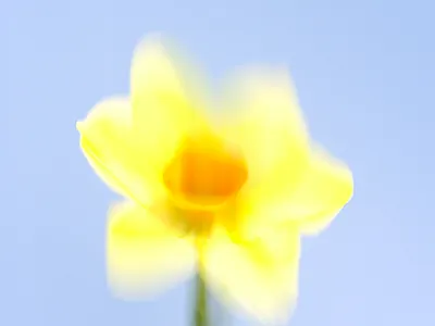 Flower portrait .008 3d 3d artist 3d designer 3d rendering branding c4d cgi cgi art cinema 4d collection floral flower natural branding nature octane project realism render rendering series