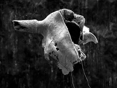 Lifedream black and white dark digital photography fine art photography skull