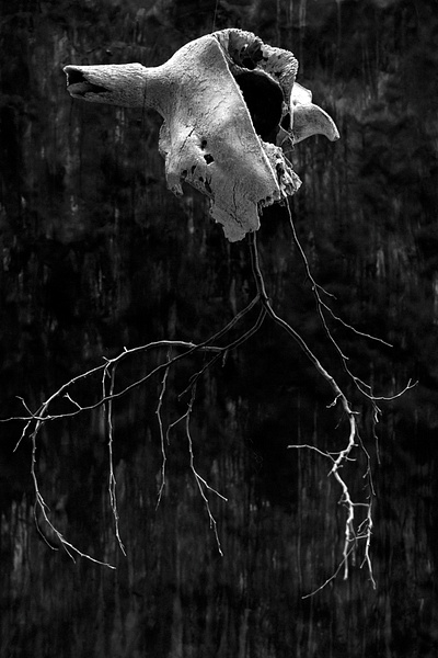 Lifedream black and white dark digital photography fine art photography skull