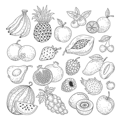 Hand drawing fruit collection avocado banana blue berry design fruit fruit collection hand drawn illustrator lemon orange strawberry vector watermelon