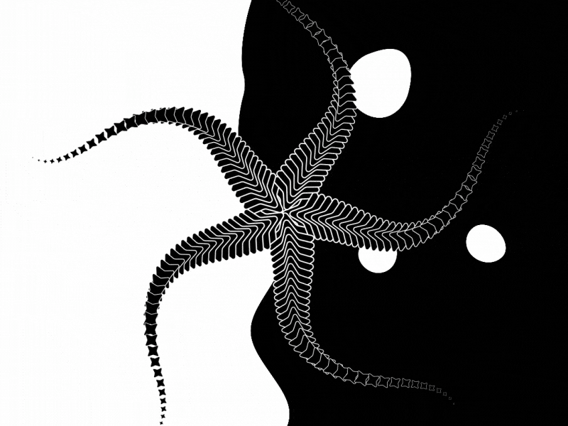 Wavy starfish with MoglyphFX 2d aftereffects animation black loop procedural script spiral tentacles tool