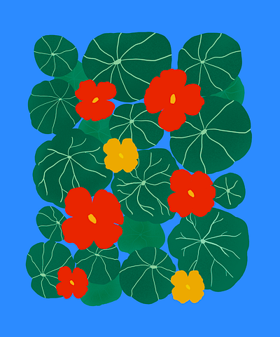 Nasturtium plant digital illustration flat art graphic design graphicdesign illustration minimal illustration nasturtium plant illustration vector