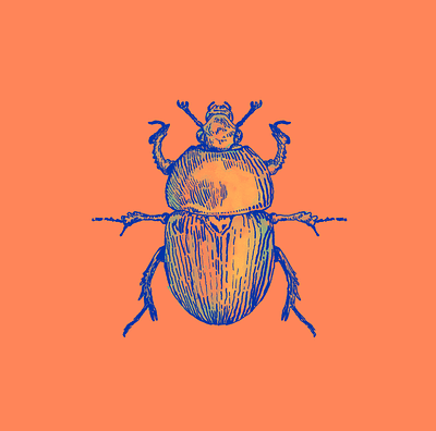 Beetle Illustration color engraving illustration