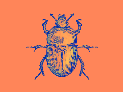 Beetle Illustration color engraving illustration