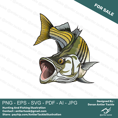 Striped Bass Fishing Illustration Designed By Donan fishing tshirt design