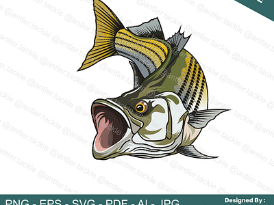 Striped Bass Fishing Illustration Designed By Donan fishing tshirt design