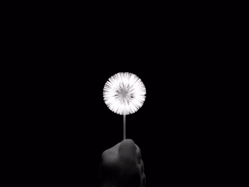 Wind Blows Dandelions, Seeds Form a Logo 3d dandelion digital art dynamic particles houdini motion graphics physics seed animation simulation visual