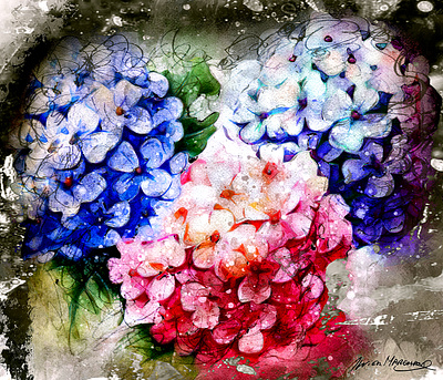 Hortensias deux couleurs