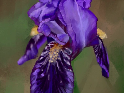 Iris art botanical design digitalart digitaldrawing flower graphic design illustration web