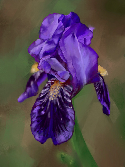 Iris art botanical design digitalart digitaldrawing flower graphic design illustration web