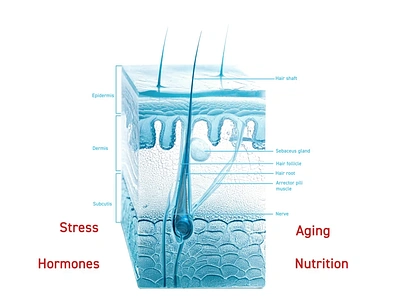 Animation: factors influencing hair loss 3d aging anatomy animation cosmetology dermis epidermis explainer follicle hair hairloss hormons medical muscles nutrition science sebaceus gland skin stress subdemis