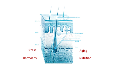 Animation: factors influencing hair loss 3d aging anatomy animation cosmetology dermis epidermis explainer follicle hair hairloss hormons medical muscles nutrition science sebaceus gland skin stress subdemis