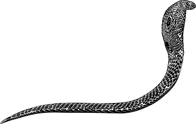 Snake animal animalart artisticdesign graphicdesign illustration lineart minimalism natureillustration reptile sketch snake tattoodesign vector vectorart wildlifeart