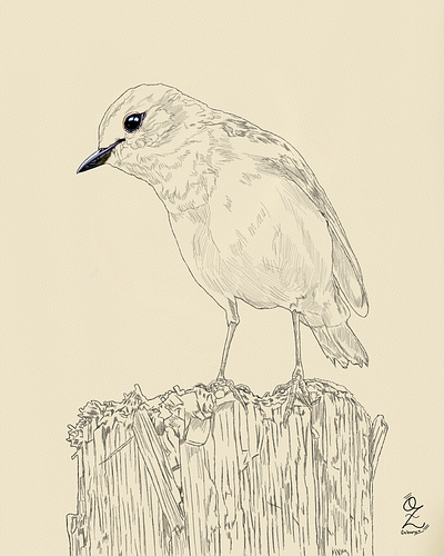 Bird Drawing Sketch Study by Oz Galeano animals art arte bird boceto design dibujo digitalart drawing illustration nature ozgaleano sketch