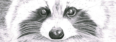 Organic Drawing – Raccoon drawing illustration packaging products