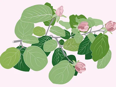 Flowering quince flowering quince graphic design identity illustration quince vector
