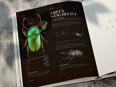 Encyclopedia Illustration: Green Stag Beetle beetle black book botanical editorial encyclopedia illustration insect page science scientific traditionalart wildlife