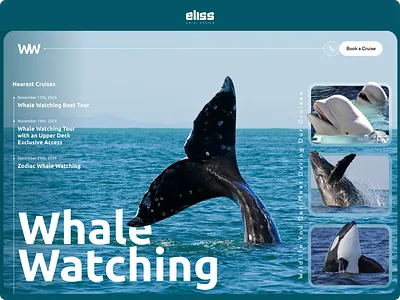 🌊 Whale Watching Landing Page Concept 🐋✨ design figma ui ui design ux design ux ui design webdesign